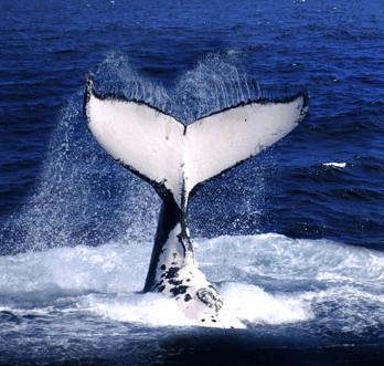 Brisbane Whale Watching - Find Attractions