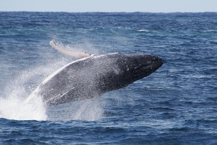 Whale Watching by Sea World Cruises - Find Attractions
